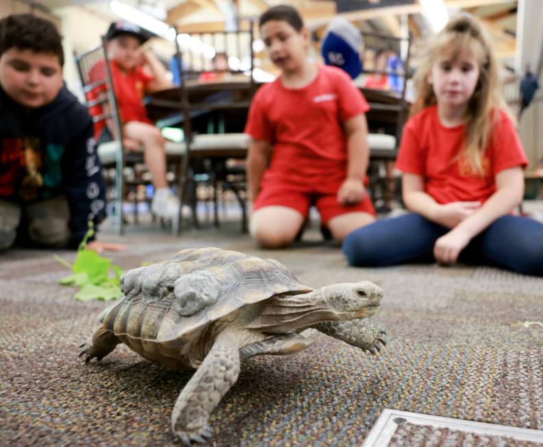 Goldfarb Elementary School students check out Mojave Max during a field trip at the Springs Pre ...