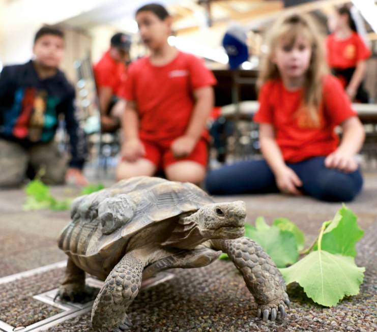 Goldfarb Elementary School students check out Mojave Max during a field trip at the Springs Pre ...