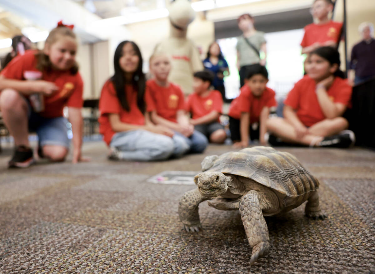 Goldfarb Elementary School students check out Mojave Max during a field trip at the Springs Pre ...