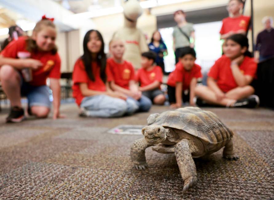 Goldfarb Elementary School students check out Mojave Max during a field trip at the Springs Pre ...