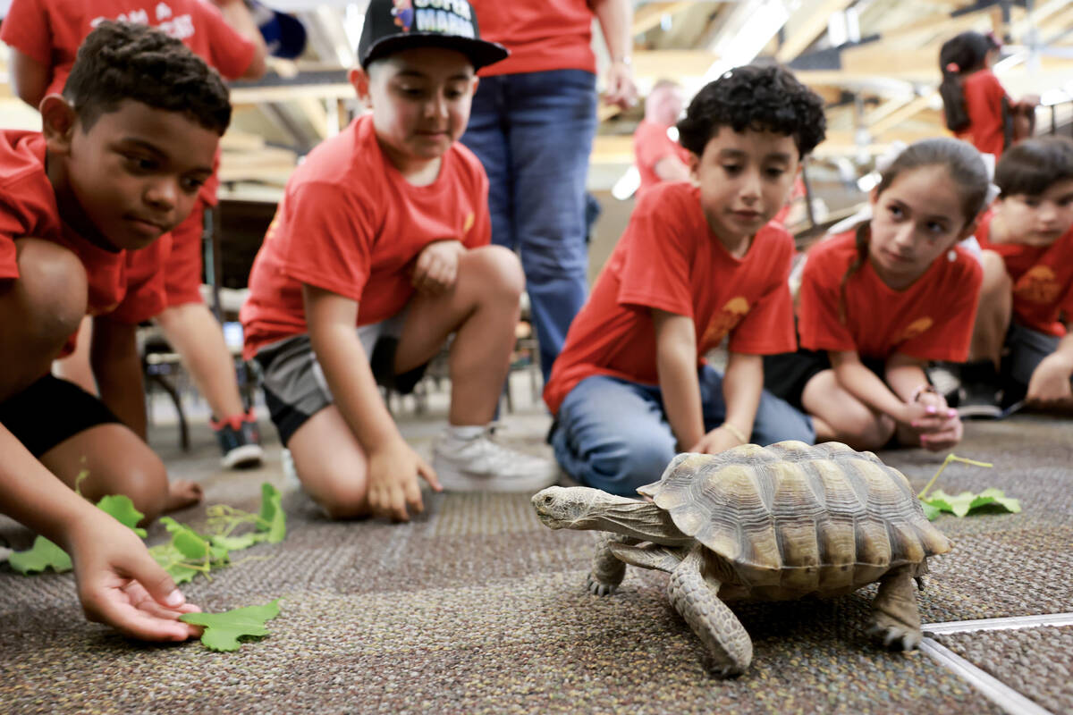 Goldfarb Elementary School students check out Mojave Max during a field trip at the Springs Pre ...