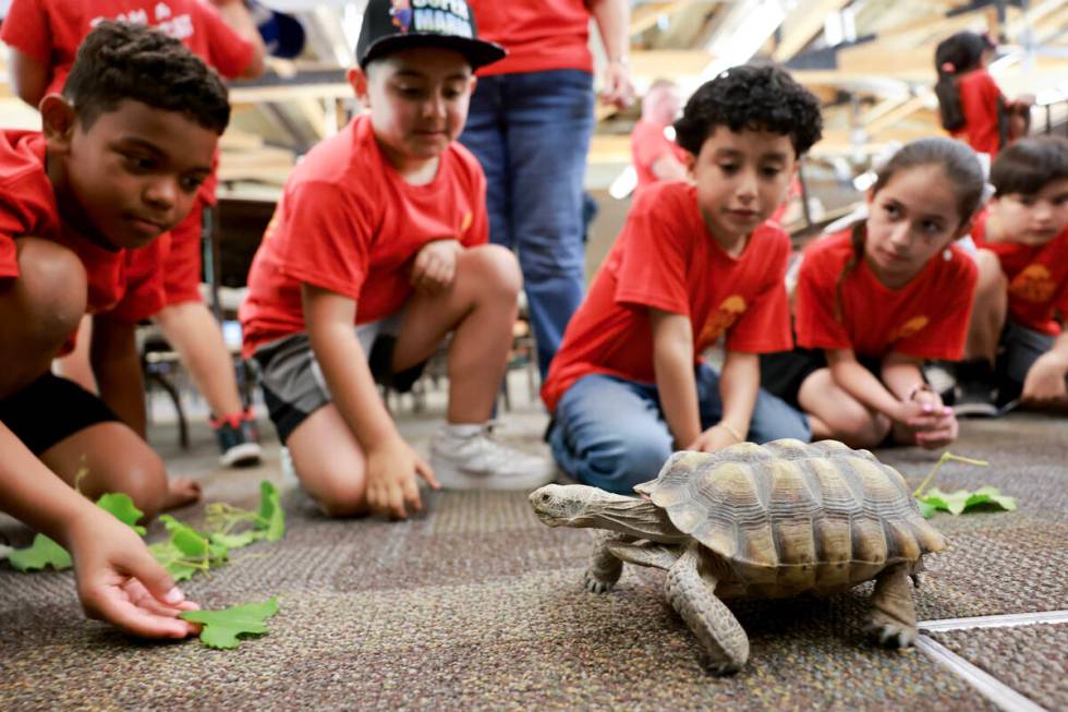 Goldfarb Elementary School students check out Mojave Max during a field trip at the Springs Pre ...