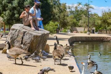 Liliana Kennedy, 7, feeds birds with her dad David Kennedy at Sunset Park in Las Vegas, Monday, ...