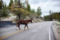 A wild horse crosses the street in Lee Canyon in Las Vegas, Monday, May 20, 2019. (Rachel Asto ...