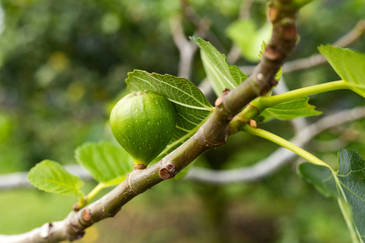 Like all fruit trees, figs are water-loving trees. (Getty Images)