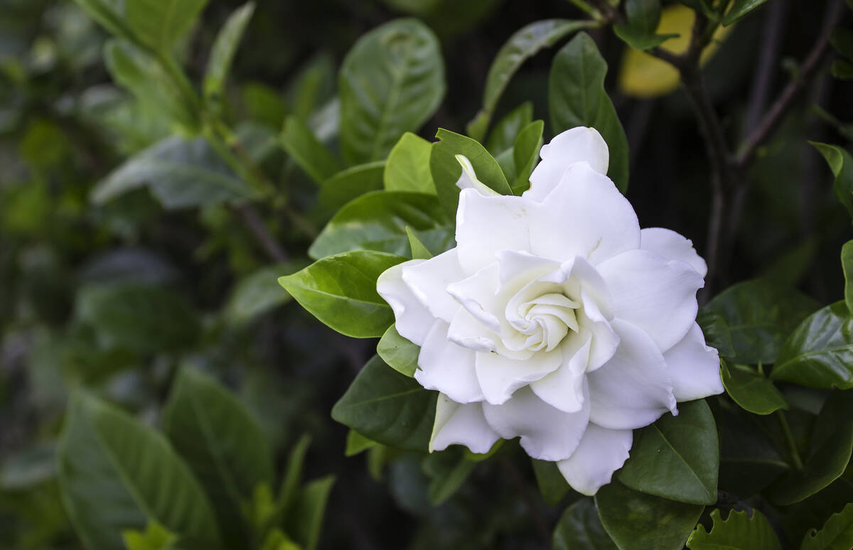 Composted soil and wood chip mulch are very important for gardenias -- fertilizer alone is not ...