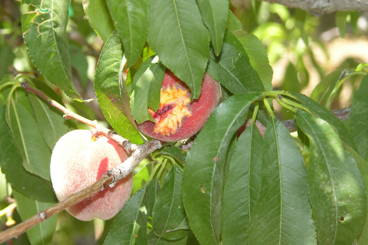 Bird pecked peaches. The birds know when fruit is ripe enough to eat. Start harvesting them the ...