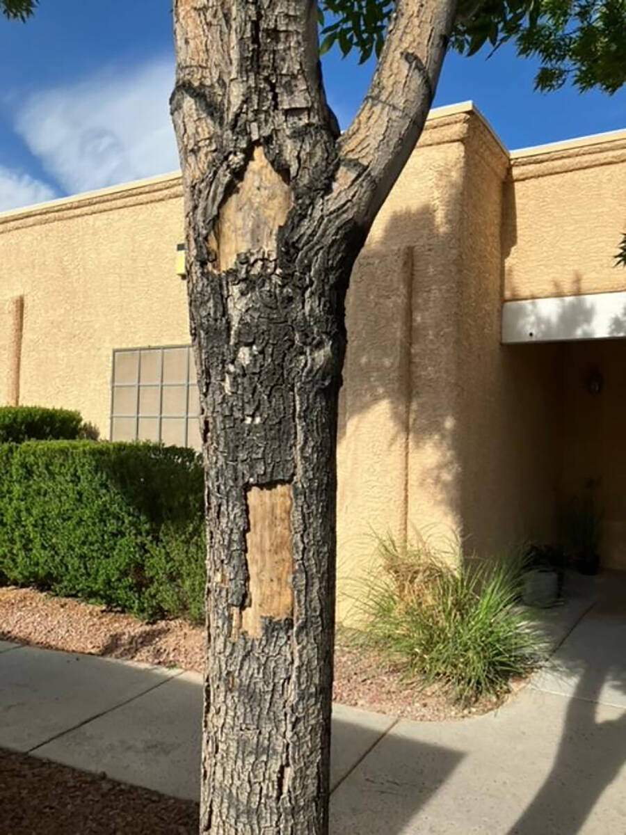 Some trees are more susceptible to this type of sun damage than others. (Bob Morris)