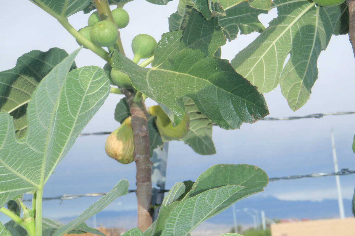 Higher temperatures demand more water for fruit production to continue. (Bob Morris)