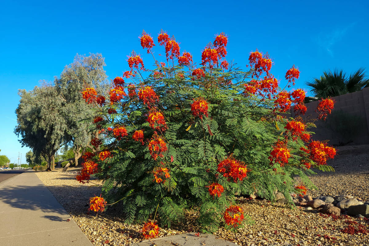 Woody plants like red bird of paradise need at least one day a week without any water during th ...