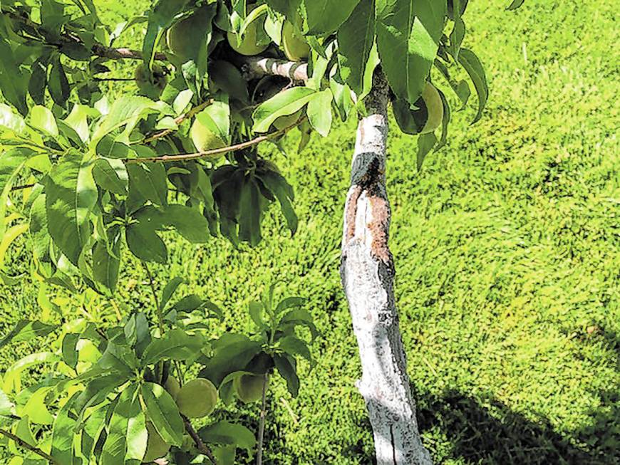 Borer damage on a sunburned area of a peach tree. (Bob Morris)