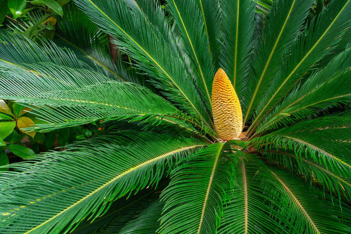 Cycads, or sago palms, are slow growing, only about 1 inch per year if you are lucky. (Getty Im ...