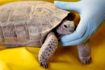 A veterinary technician holds a desert tortoise while conducting a health assessment at the Des ...