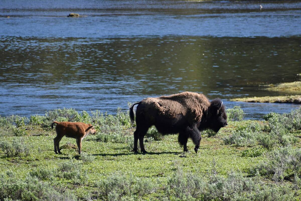 A female bison and calf are seen near the Yellowstone River in Wyoming's Hayden Valley, on Wedn ...