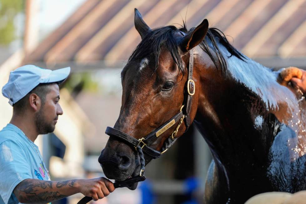 Belmont Stakes entrant Sierra Leone is washed following a work out ahead of the 156th running o ...