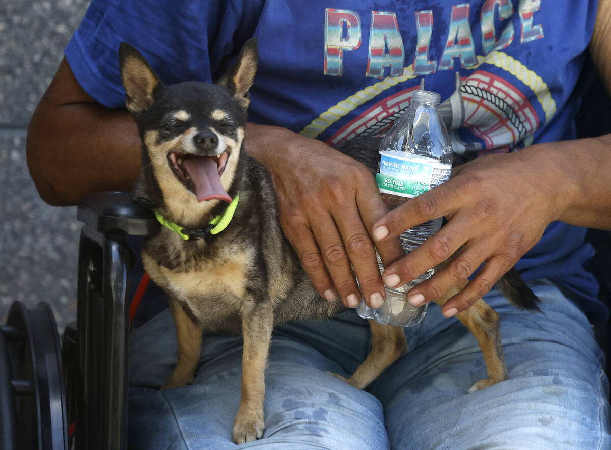 Polly sits on her owner Daniel Zamora's lap during a hot day at city of Las Vegas Courtyard hom ...