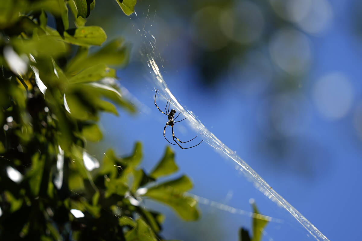 A Joro spider makes a web, Sept. 27, 2022, in Atlanta. Populations of the species have been gro ...