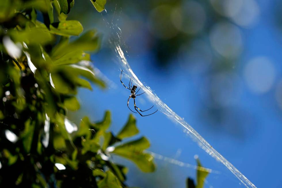 A Joro spider makes a web, Sept. 27, 2022, in Atlanta. Populations of the species have been gro ...