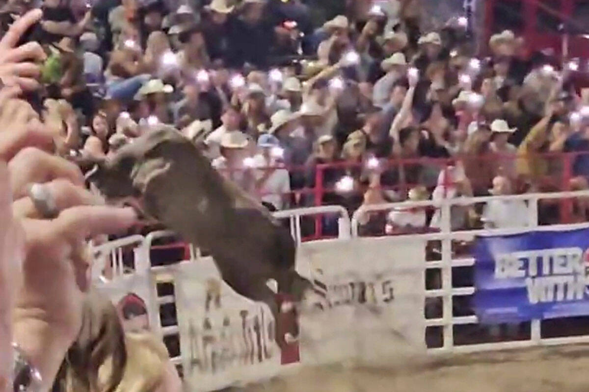 This image taken from video shows a rodeo bull hopping a fence during the 84th Sisters Rodeo on ...