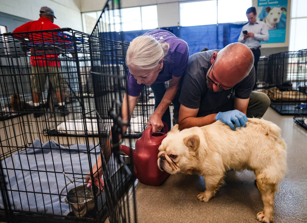 Volunteer Donna Gallegos, left, adds water to a bowl as James Phillips, training and implementa ...