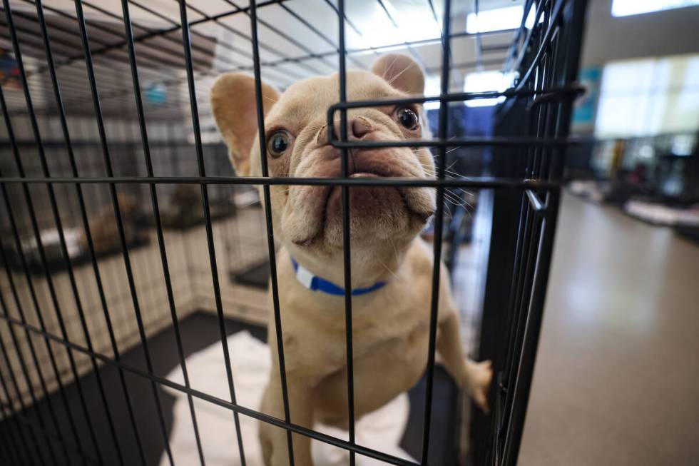 A dog that was recovered from an illegal breeding operation in a cage at The Animal Foundation ...