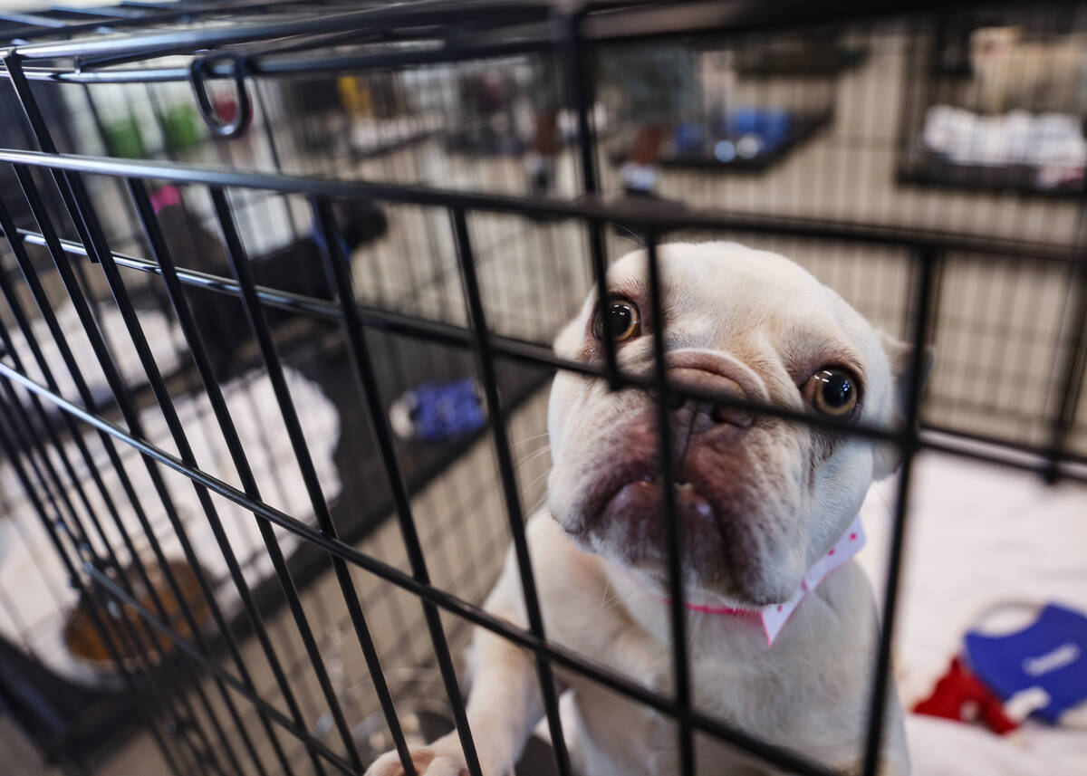 A dog that was recovered from an illegal breeding operation in a cage at The Animal Foundation ...