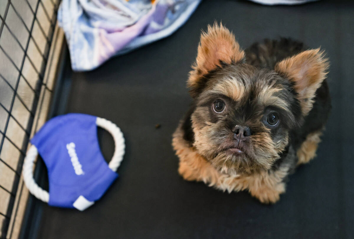 A dog that was recovered from an illegal breeding operation in a cage at The Animal Foundation ...