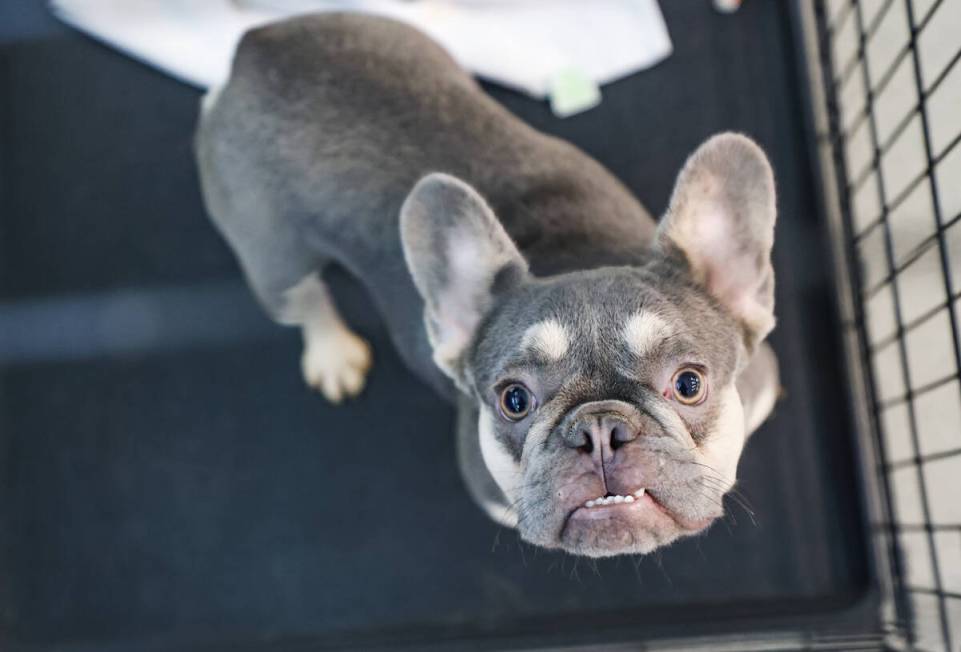 A dog that was recovered from an illegal breeding operation in a cage at The Animal Foundation ...