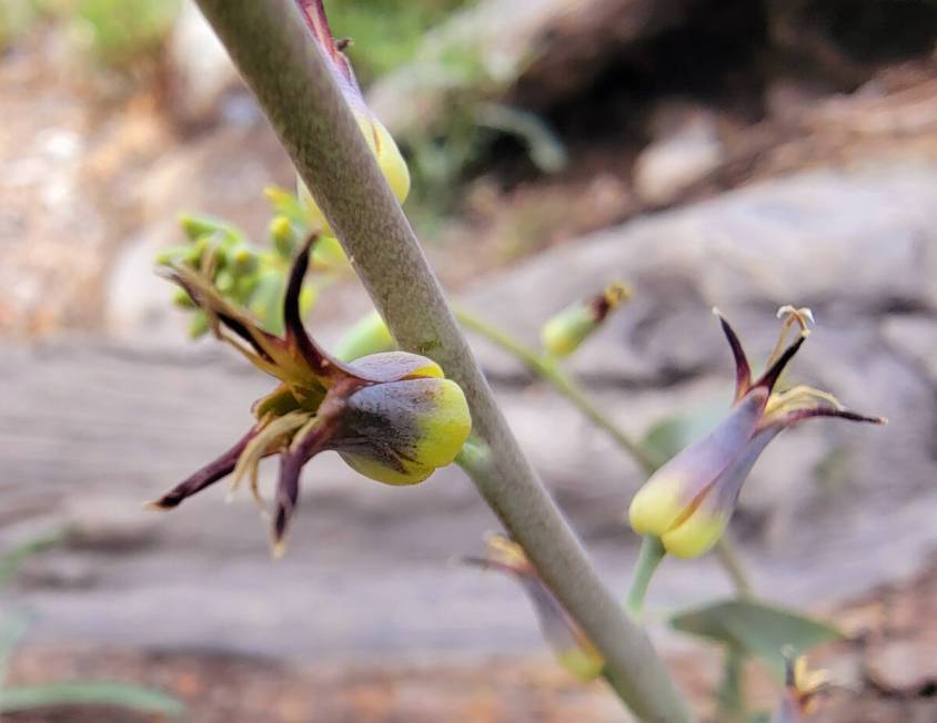 A mountain jewelflower blooms in May along the Fletcher Canyon trail in the Mount Charleston ar ...