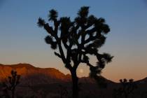 The moon rises, as shown through a silhouetted Joshua tree, at Joshua Tree National Park in 201 ...