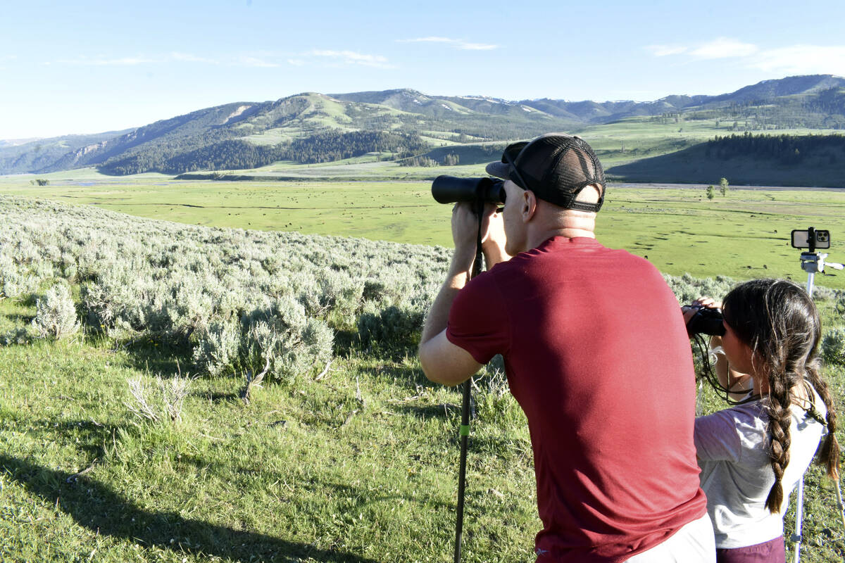 TJ Ammond is seen looking for buffalo, also known as bison, in Yellowstone National Park, Thurs ...