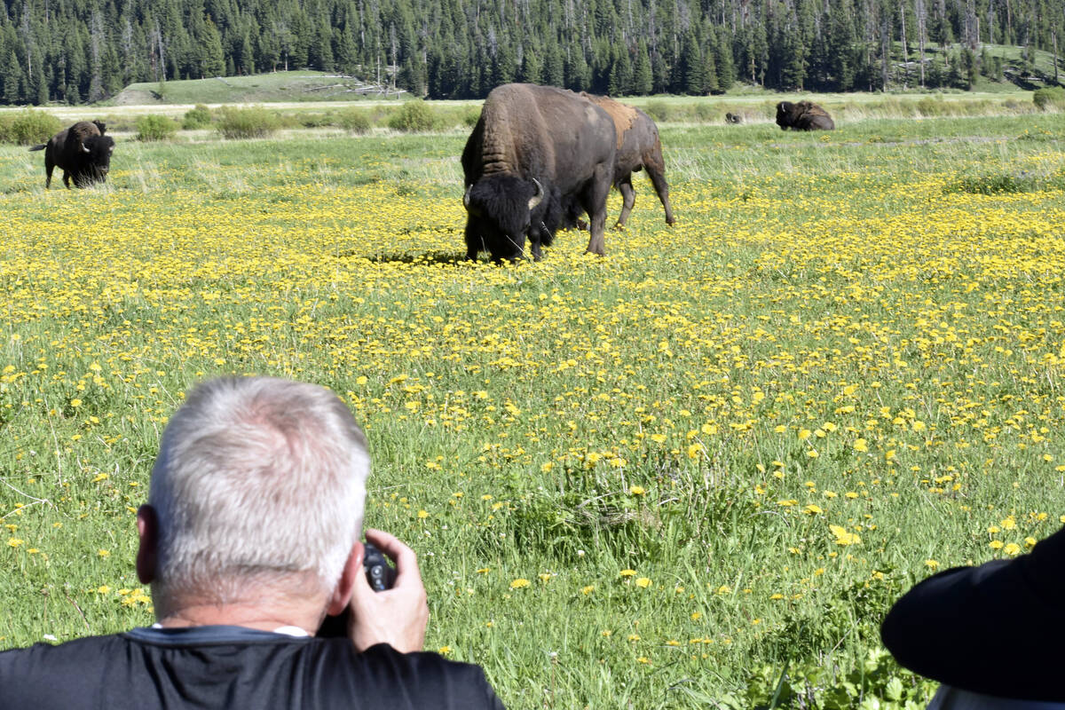 Andrew Scott of Salt Lake City, Utah, takes photographs of bison, also known as buffalo, in Yel ...