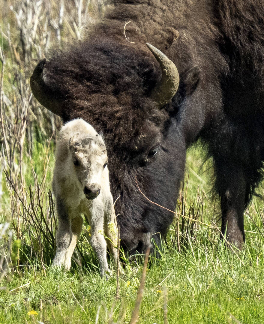 A rare white buffalo calf, reportedly born in Yellowstone National Park's Lamar Valley, is show ...
