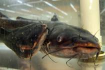 Live catfish swim in a tank at the 99 Ranch Market grocery store on Spring Mountain Road on Mon ...