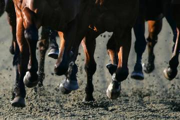 Nevada Gaming Commissioners unanimously approved applications for horse races to be held in Ely ...