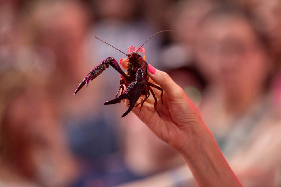 Linda the Crawfish, held by Madison “Crawfish Girl” Golden, both of New Orleans, ...