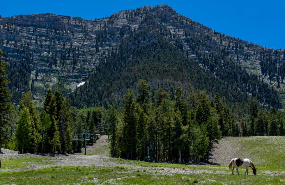 A wild horse grazes on the slopes during the Mountain Fest on Rabbit Peak at Mount Charleston o ...