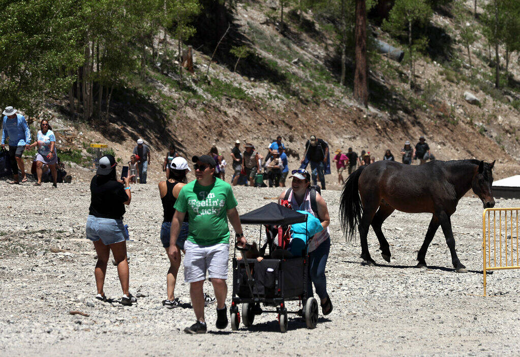 Wild horse makes its way as others arrive during the Mountain Fest on Rabbit Peak at Mount Char ...