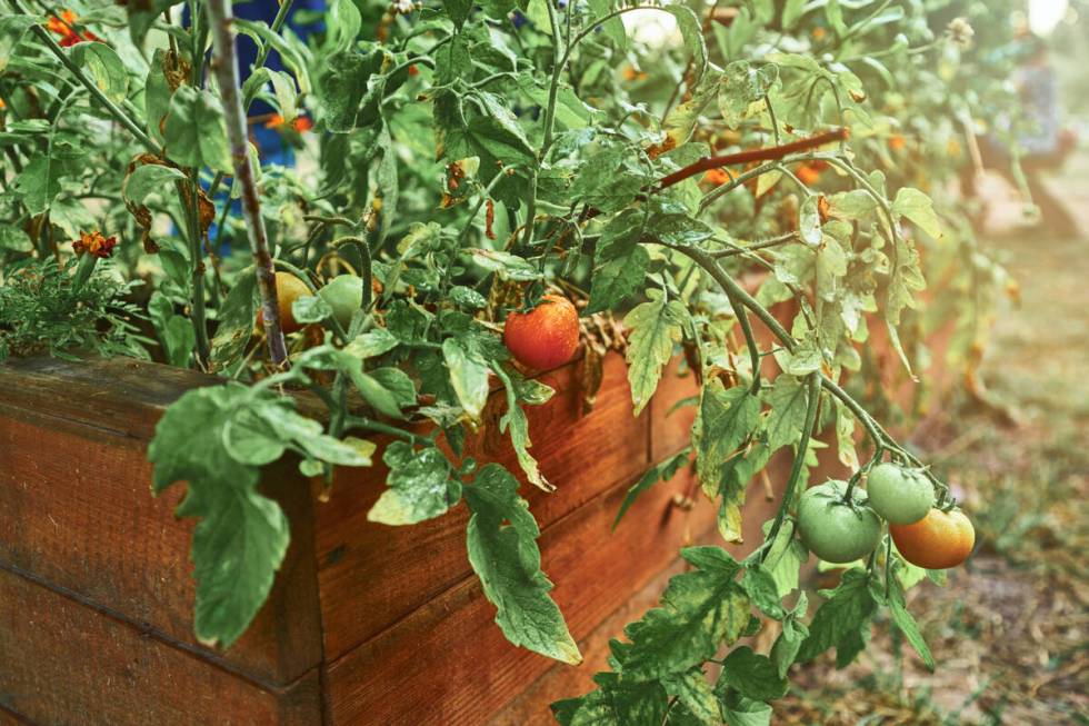 Make sure the vegtable varieties you're growing are compatible for the desert. (Getty Images)