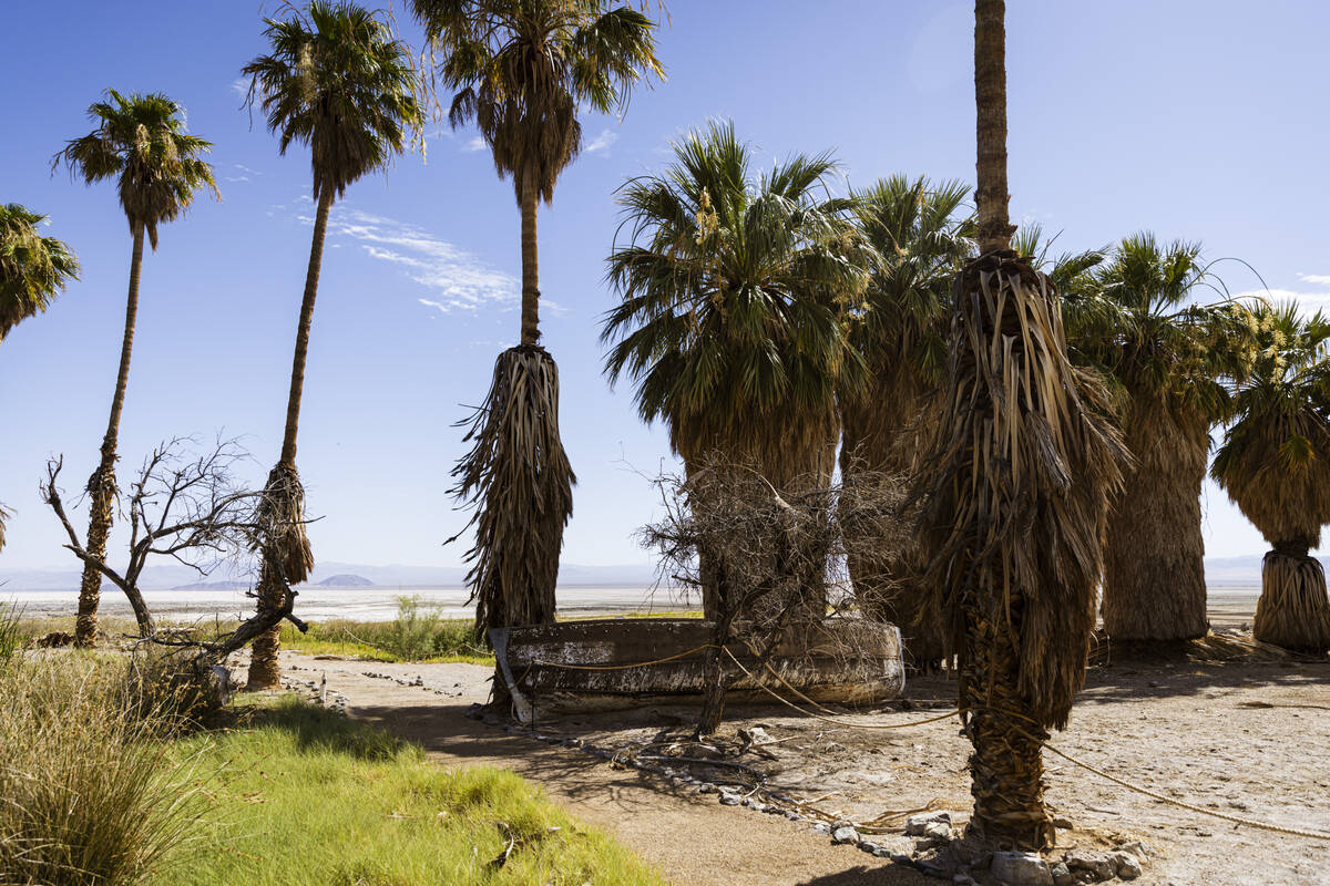 Palm trees and an old boat are seen along the Lake Tuendae trail at the site of the former Zzyz ...