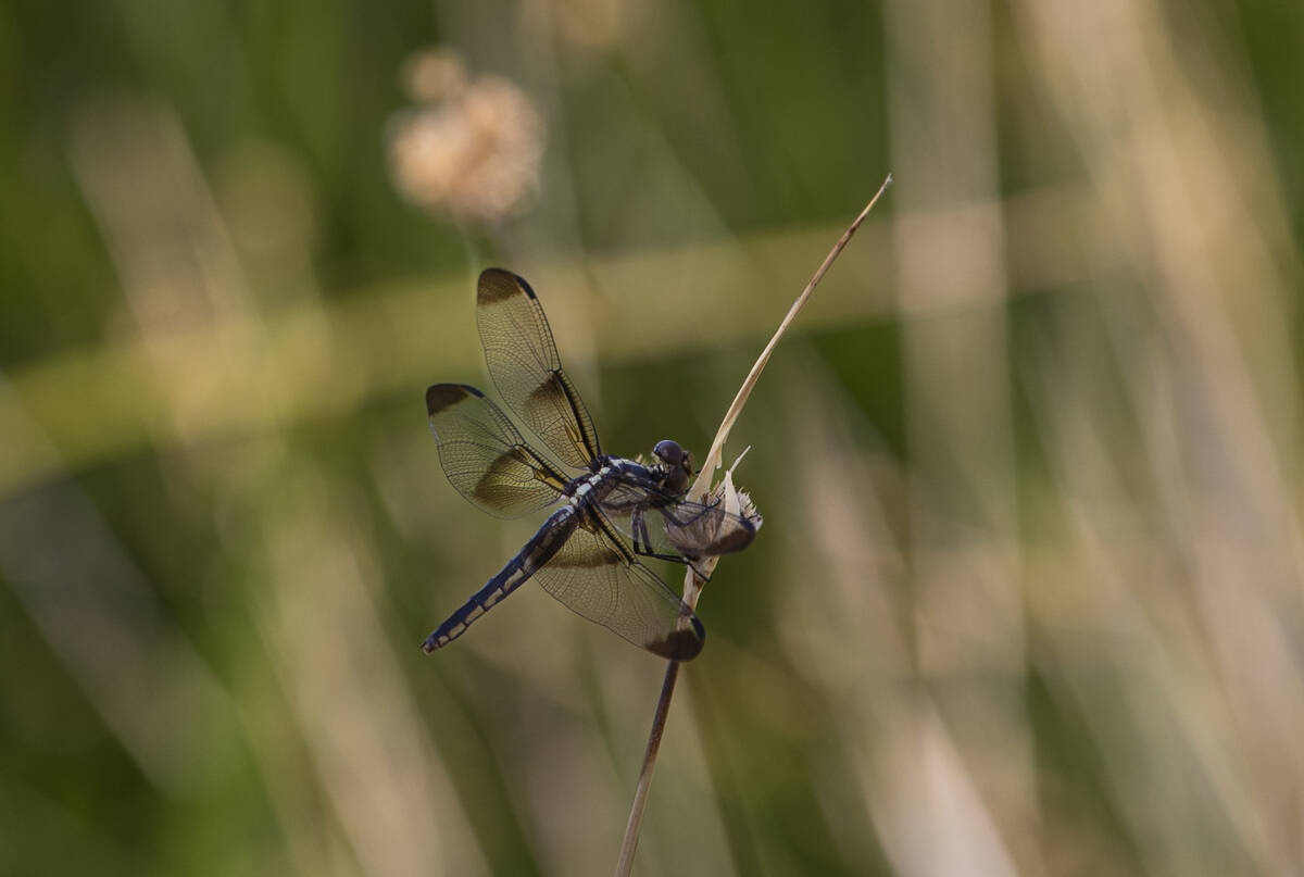 A dragonfly roams around a trail along the Lake Tuendae trail at the site of the former Zzyzx M ...