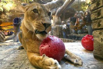 Samantha, an African lion, play with a ball in her habitat inside the MGM Grand hotel-casino We ...