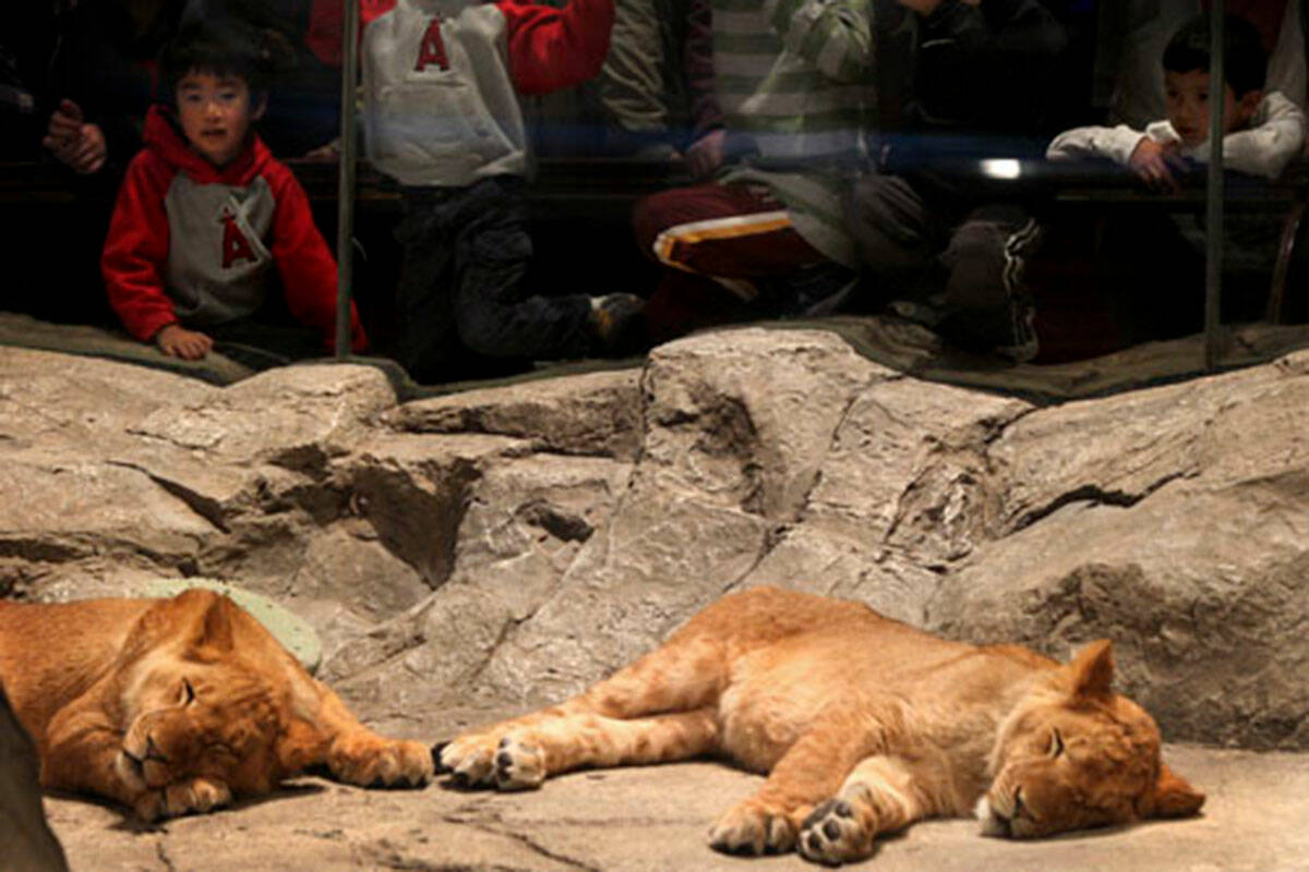 Children view the lions at the Lion Habitat at MGM Grand on Wednesday, Dec. 28, 2011. (Las Vega ...