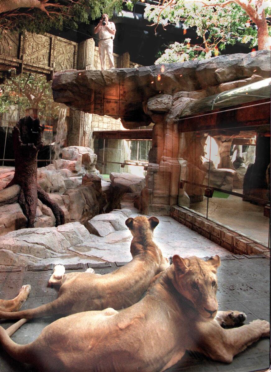 Keith Evans, animal trainer and operator of The Lion Habitat at the MGM Grand Hotel/Casino phot ...