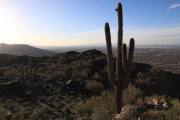 Saguaro cactus cover the rocky landscape within South Mountain Park and Preserve, where Dobbins ...