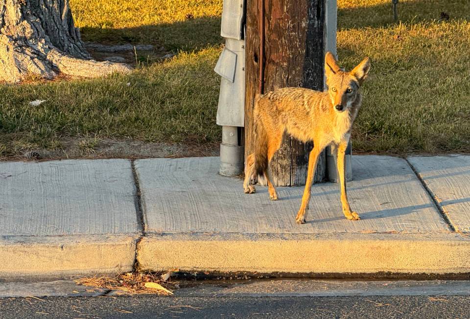 A coyote is seen on Alta Drive just east of Rancho Drive in Las Vegas Sunday, June 30, 2024. (K ...