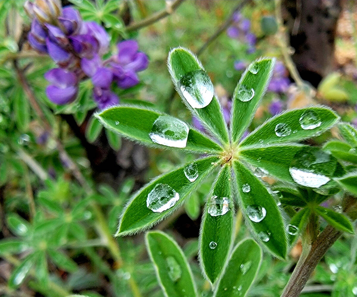 Raindrops cling to the leaves of lupine at the Grand Canyon National Park. (Natalie Burt)