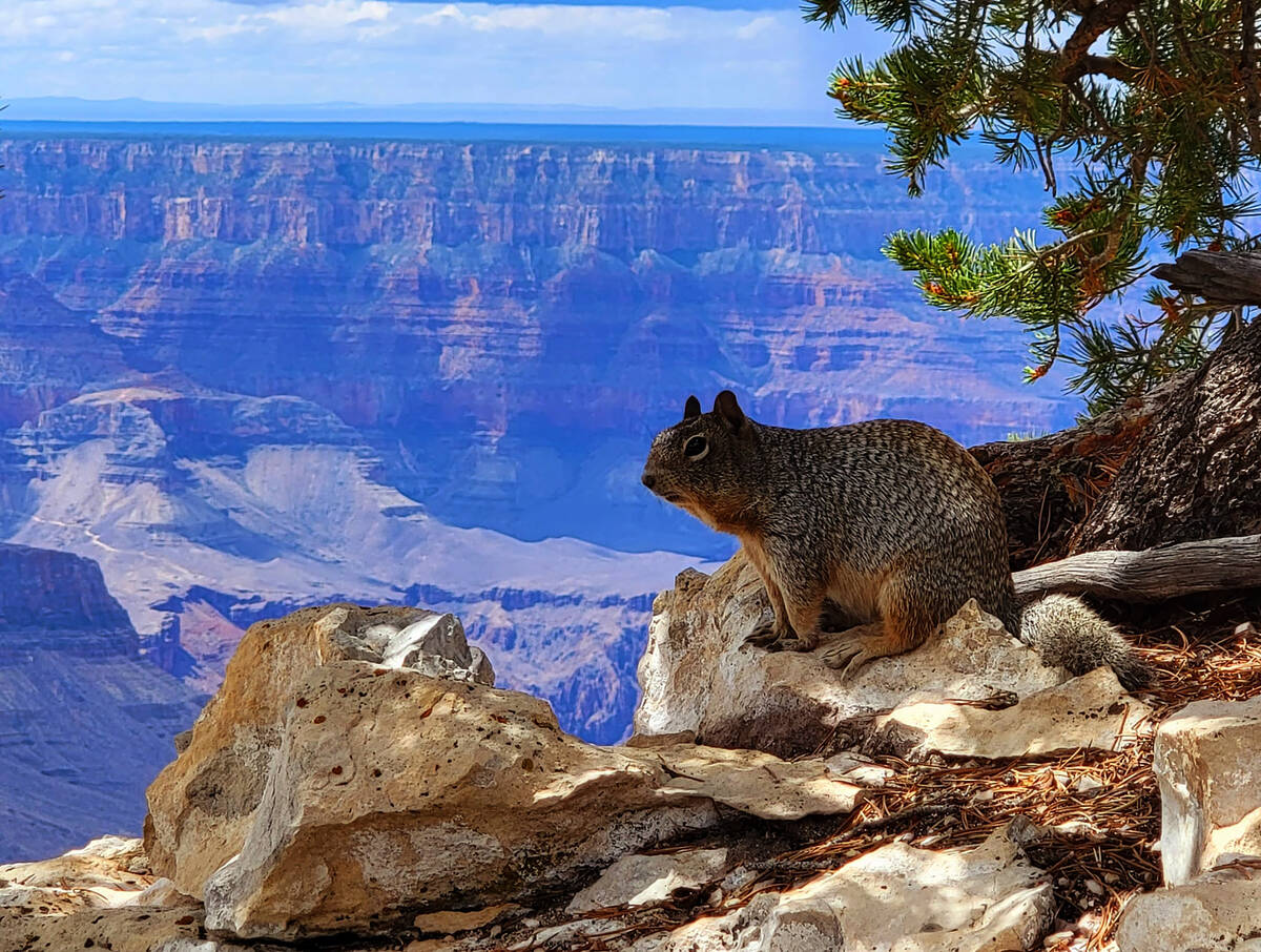 A squirrel perches near the Grand Canyon Lodge – North Rim. (Natalie Burt)