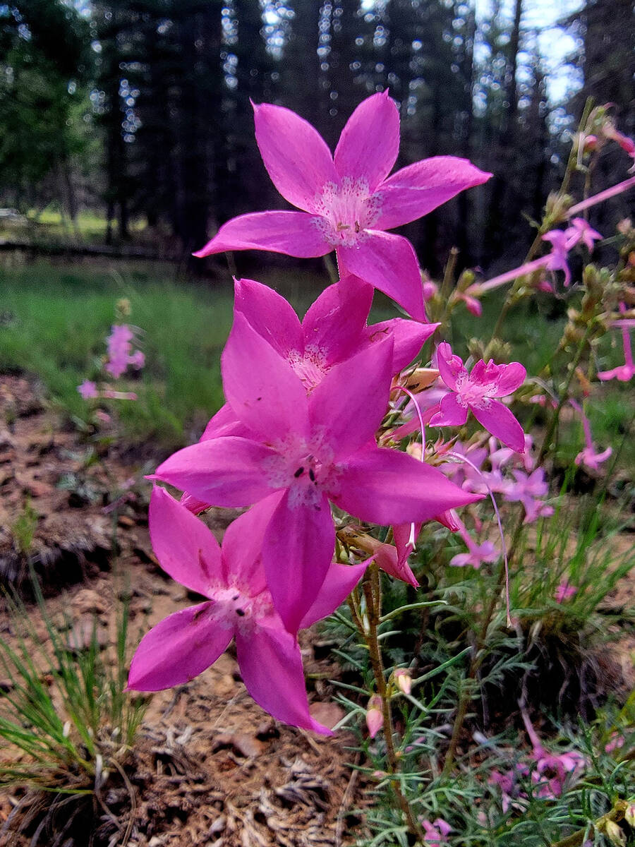 Wildflowers line roads and trails in July at the North Rim of Grand Canyon National Park. (Nata ...