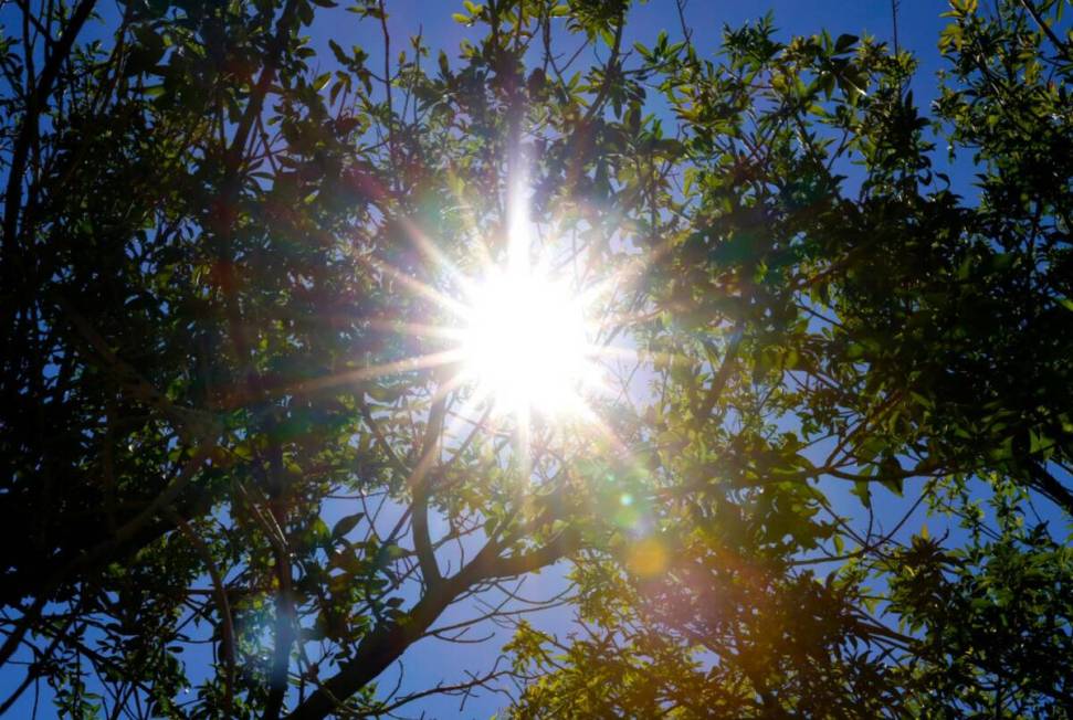 The afternoon sun light rays pierce through tree branches at Bruce Trent Park, on Monday, July ...